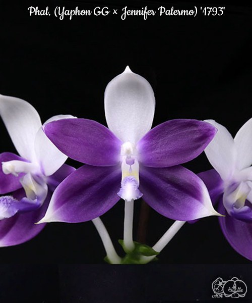 美琪園藝Miki Orchid - 品種庫